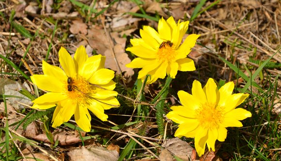 Napraforgó héricsek, sütkérező békák – kikelet Kalotaszegen