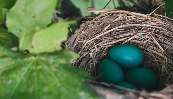 Áldott húsvéti ünnepet kívánunk!