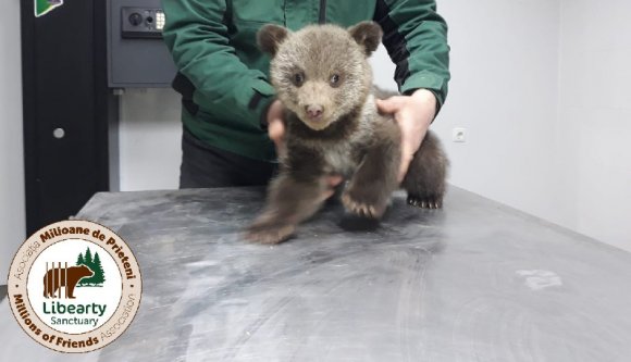 És ön mit tenne, ha egyszer csak két medvebocs bukkanna fel a háza előtt? (VIDEÓval)