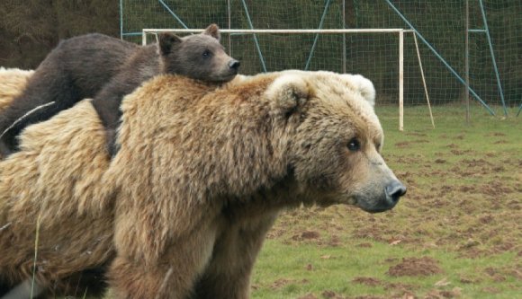De most komolyan: mit keresett a maci a marosfői focipályán?
