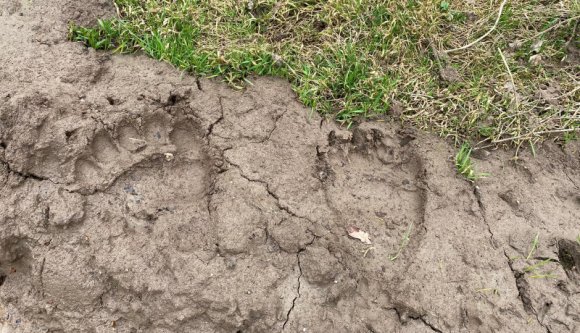 Már nem csak a Székelyföld privilégiuma a medveprobléma: Gyulafehérváron bóklászik egy jókora példány