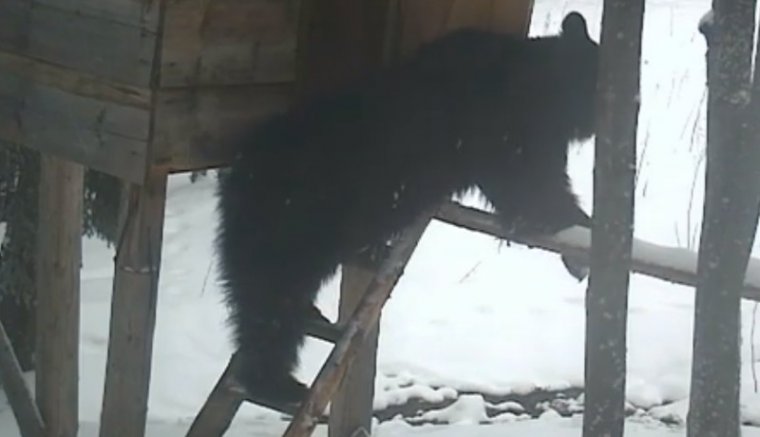 Létrán egyensúlyoz, az ajtóval is jól boldogul ez a málét lopó medve (VIDEÓval)