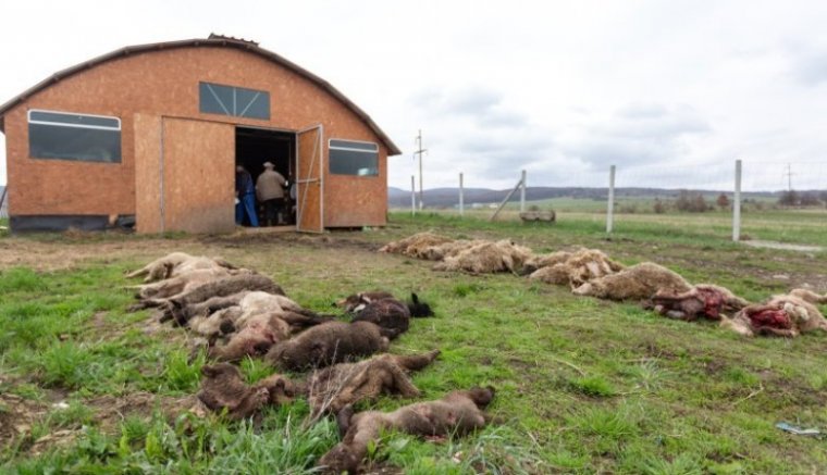 Egy egész juhnyájat trancsíroztak fel a medvék egy székelyföldi településen