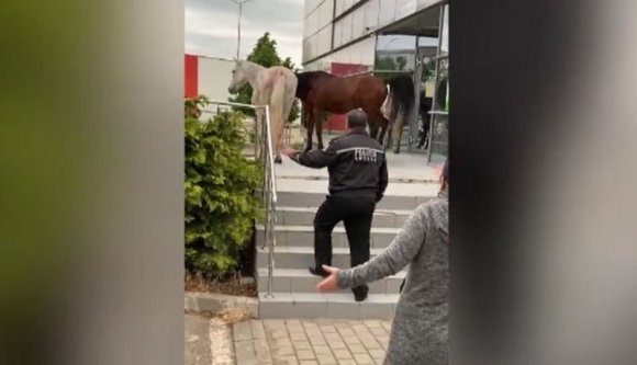 Vadkeleti hétköznapok: három begerjedt ló tört-zúzott egy moldvai városban (VIDEÓval)
