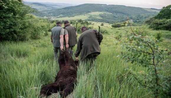 Mi vezetett Artúr medve kilövéséhez? A többség csuklóból rávágja: a korrupció