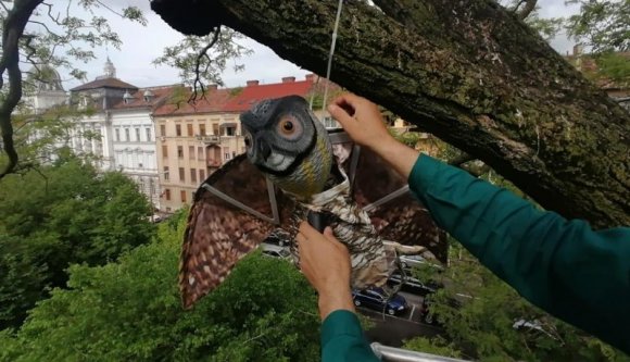 Egy Hitchcock-filmben is megállnák a helyüket az álbaglyok, melyeket Arad belvárosában szereltek fel