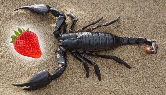 Skorpió szúrt meg egy alkalmazottat egy romániai szupermarketben