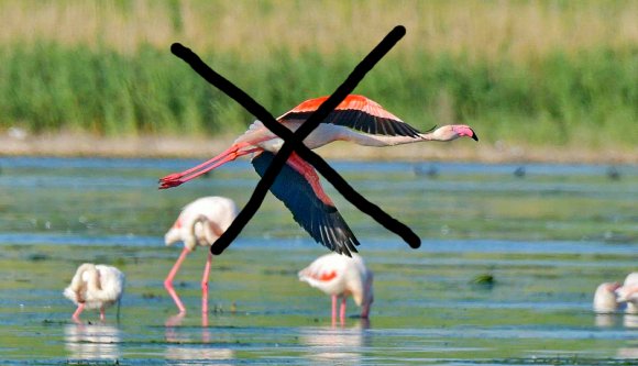 Csodaszép flamingók érkeztek a Duna-deltába? Nem baj, pár nap alatt elhajtották őket a turisták!