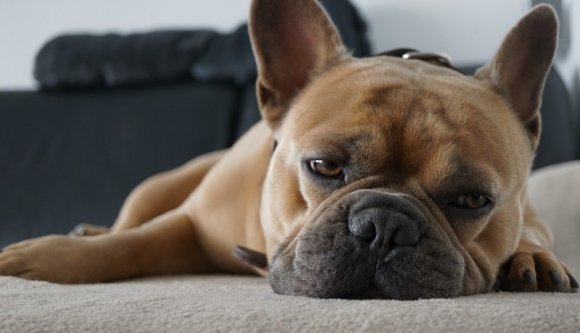 Vigyázat, a kutya hamis! – 700-800 eurót is elkérnek egy álbuldogért a bűnözők