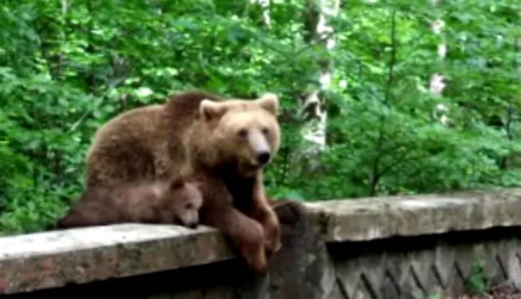 Valóságos medvefesztivál zajlott a hétvégén Tusnádfürdőn