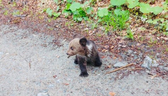 Látott már medvebocsot román rendőregyenruhában? (FOTÓval)