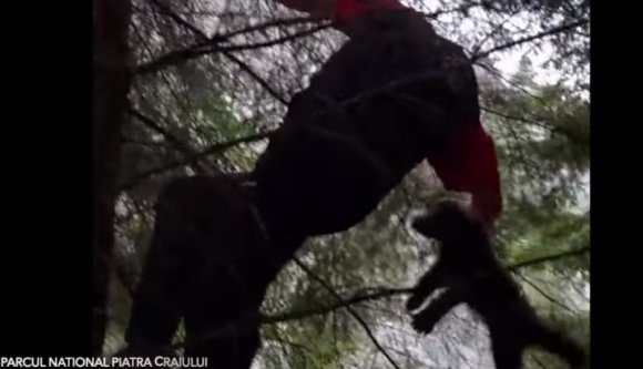 Két eltévedt medvebocsot mentettek meg a vadőrök, miután elvesztették az anyjukat (VIDEÓval)