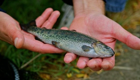 Ez az ügy nagyon bűzlik: bűnvádi eljárássorozat indult a Békás-folyón történt ammóniaszennyezés miatt