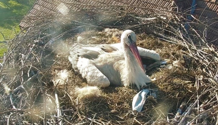 Sáromberkén a gólyák is igazodnak a járványszabályokhoz (FOTÓKkal)