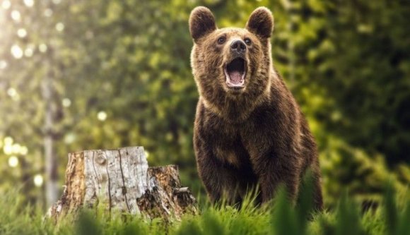 Kórházba juttatott egy embert a medve a Székelyföldön