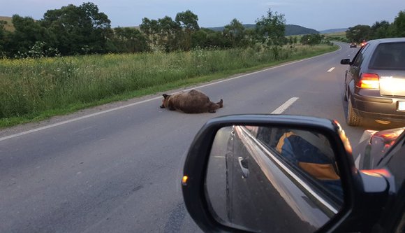 Székelyföld: medve, medve medve...