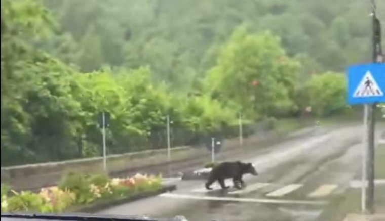 És akkor Maci Laci átkelt a zebrán, mint egy szabálytisztelő városi polgár (VIDEÓval)
