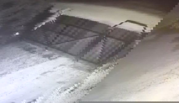 Már csak ez hiányzott: farkas garázdálkodott egy csíkszeredai udvaron