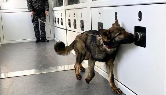 A nagyszebeni után a kolozsvári reptéren is bevetik a koronakutyákat