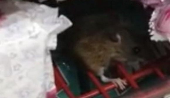 Jóízűen rágcsálta a csokit egy édesszájú egér az egyik kolozsvári hipermarket polcán (VIDEÓval)