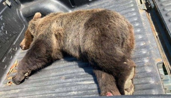 Autó terített le egy medvét Kovászna megyében