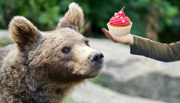 Ne etesse a medvét az út szélén, mert jön a rendőr és megbünteti! Vagy megeszi a medve. Esetleg mindkettő