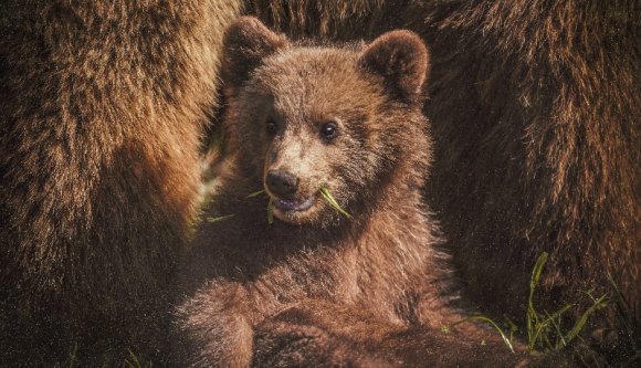 Most, hogy már emberek halnak meg, a kormány észrevette, hogy van ez a medveprobléma