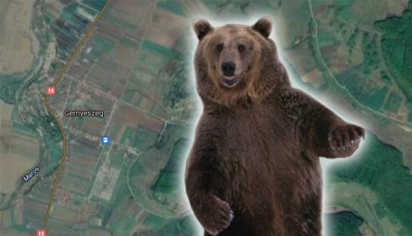 Medve ölhetett meg egy juhászt Maros megyében