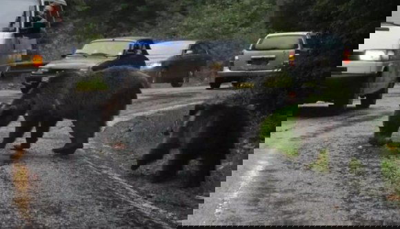 Már most sem olcsó mulatság a medvék etetése, de ezután a gatyája is rámehet annak, aki műveli