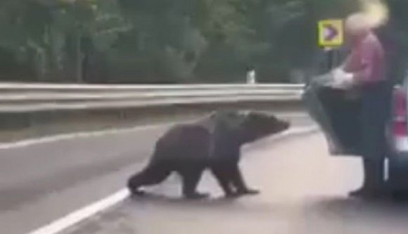 A medve nem játék és nem házi kedvenc: kemény bírság jár a nagyvadak etetéséért