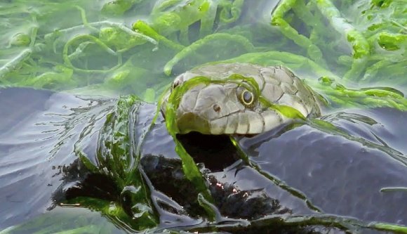 Hüllőrajzás zajlik Temesváron (VIDEÓval)