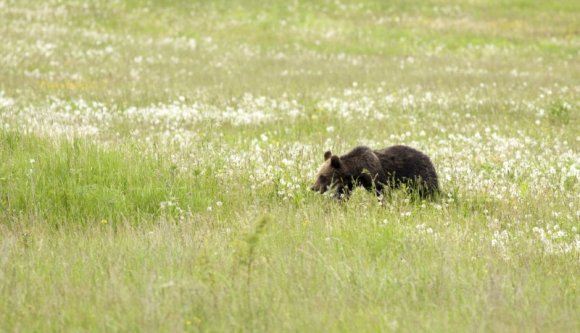 Egy medvetámadás és egy medvegázolás is jutott erre a hétvégére