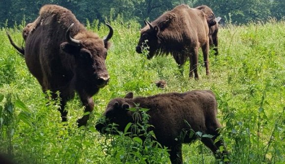 Egy furcsa, magyaros hangzású névre keresztelt „román” bölényborjú miatt áll a román nemzetvédő bál Neamţ megyében