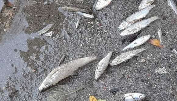 Újabb ökológiai katasztrófa Romániában: százával hullanak a halak egy hazai folyóban