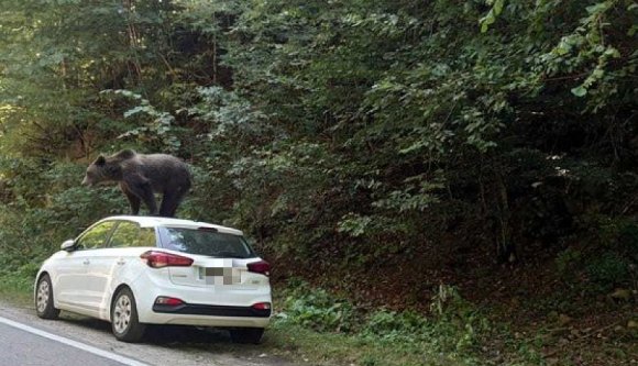 Mindeközben: medve a forró autótetőn