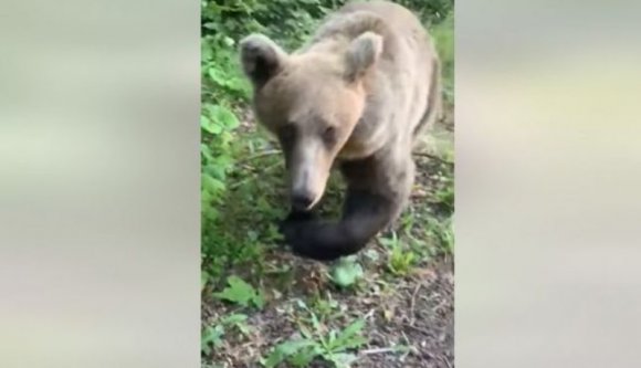 Ez a turista egy életre megjegyezte, hogy nem érdemes provokálni a medvéket (VIDEÓval)