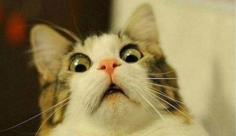 A szívbajt hozta egy táska az adóhivatal munkatársaira – bombariadót fújtak, pedig csak valaki feledékeny volt