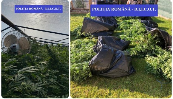 Kész marihuánaerdőt nevelgetett egy 25 éves férfi a kerti fóliasátor alatt (VIDEÓval)