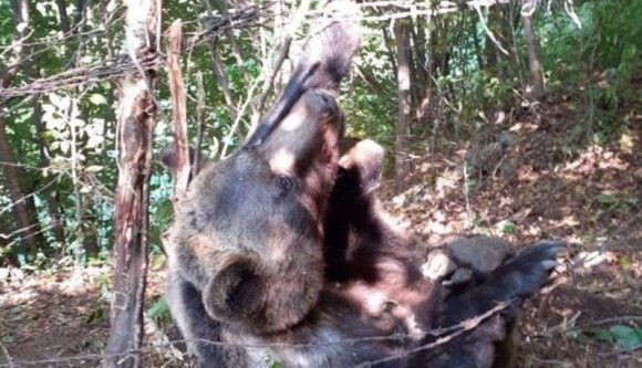 A polgármester nem volt képes megkötni egy szerződést, ezért hosszú órákig nem tudtak mit kezdeni egy kerítésbe akadt medvével