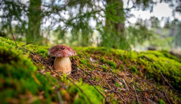 Mint a sáskák! Kiakadtak az erdeiket kifosztó román gombászokra a lengyelek