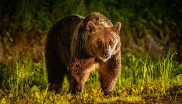 Alaposan összeharapdált egy Hargita megyei pásztort a medve