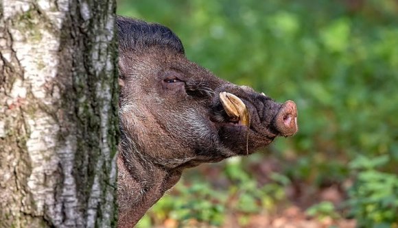 Emberre támadt egy vaddisznó Kolozs megyében