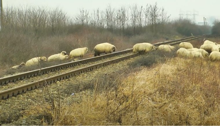 Egy egész juhnyájat tarolt le a vonat Ploieşti mellett, a juhász is életét vesztette