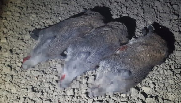 Éjszakai hobbi: terepjáróval öldöste a vaddisznókat egy fiatal a mezőn