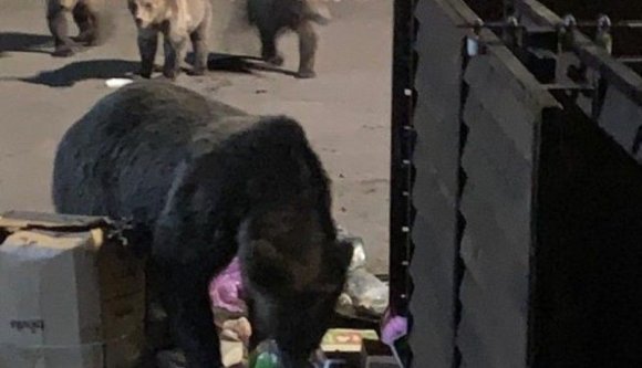 Az egyik helyen emberekre támadt a medve, a másikon még idejekorán sikerült máshova szállítani a nagyvadakat