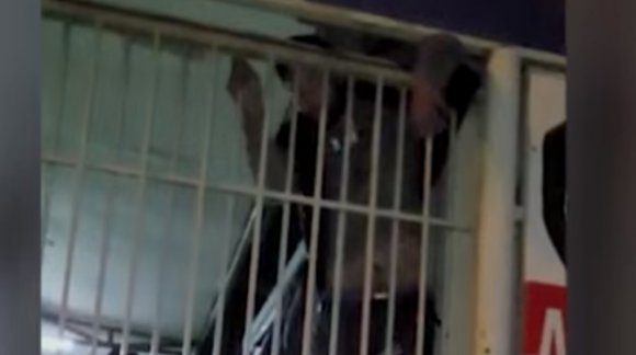 A hét pancsere: lopni indult, de fennakadt a kerítésen, ki kellett hívni a tűzoltókat (VIDEÓval)