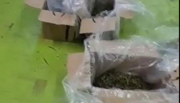 Ipari mennyiségű vadkendert találtak egy nagyváradi panelház alagsorában