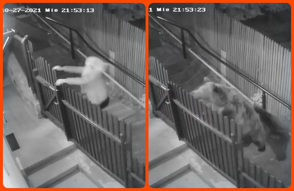 A hideg kiráz: videón, amint egy nőt megkerget a medve