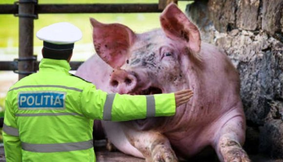 És azt ismerik, amikor a lóvá tett rendőr disznót kért feletteseitől, aztán hatalmas botrány lett belőle?