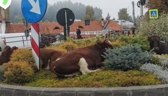 Ez is 2021 Romániája: elvadult kóbor tehenek zaklatják az üdülőváros lakóit (VIDEÓval)